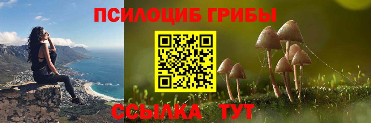 Псилоцибиновые грибы Psilocybe Красноуфимск